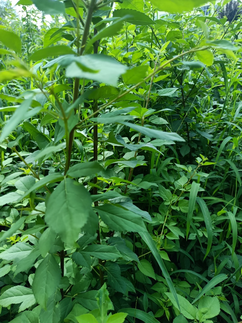 药用5号连翘苗