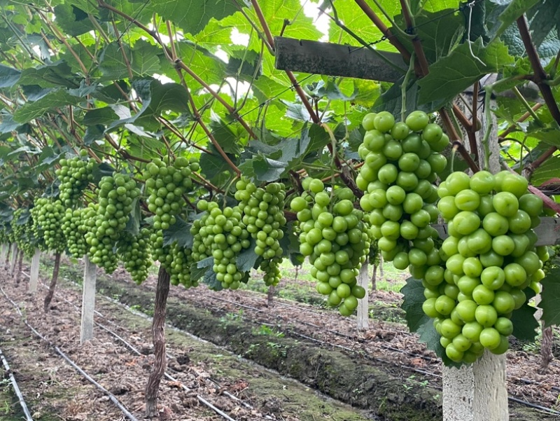 河北辛集阳光玫瑰大量现货欢迎实地考察量大从优保质保量