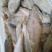 黄吉鱼（马口鱼），鲜活冷冻，烧烤热销，一手货源
