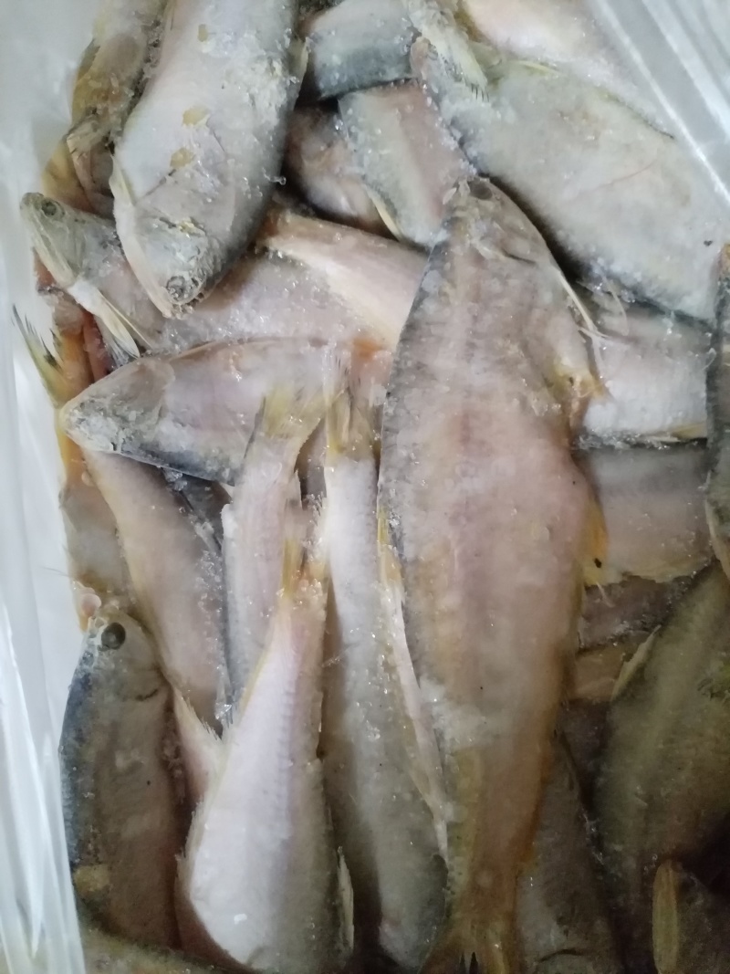 黄吉鱼（马口鱼），鲜活冷冻，烧烤热销，一手货源