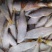 黄吉鱼（马口鱼），鲜活冷冻，烧烤热销，一手货源