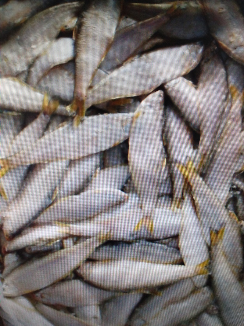 黄吉鱼（马口鱼），鲜活冷冻，烧烤热销，一手货源