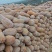 湖北蜜本南瓜大量上市!支持市场电商食堂养殖!