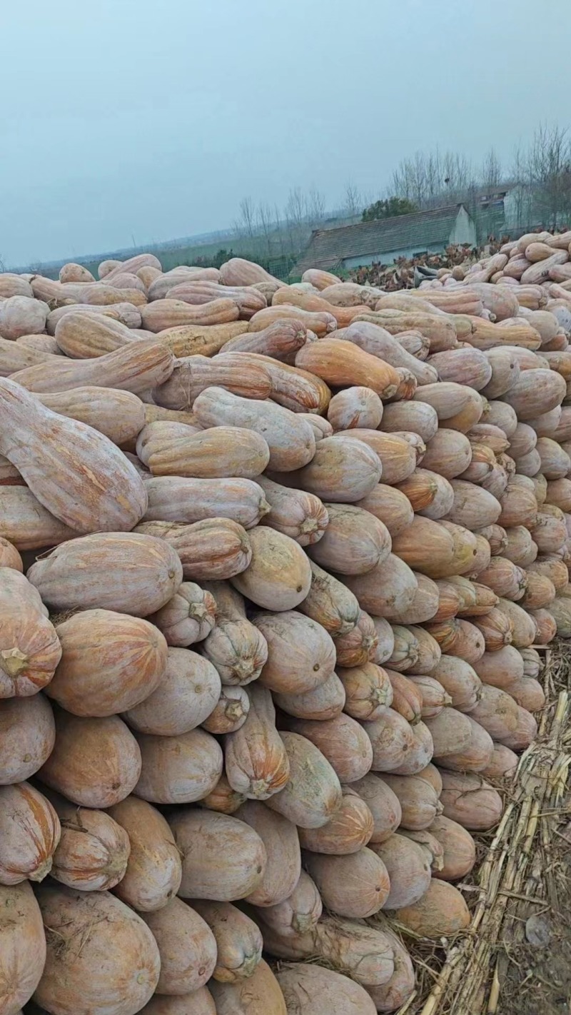 湖北蜜本南瓜大量上市！支持市场电商食堂养殖！