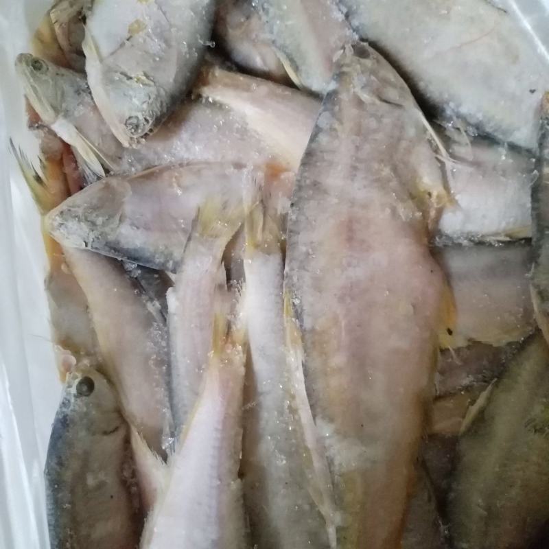 黄吉鱼（马口鱼），鲜活冷冻，烧烤热销，一手货源