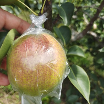 魅梨7号，大量现货，可根据要求包装上车，口感脆甜，无渣。