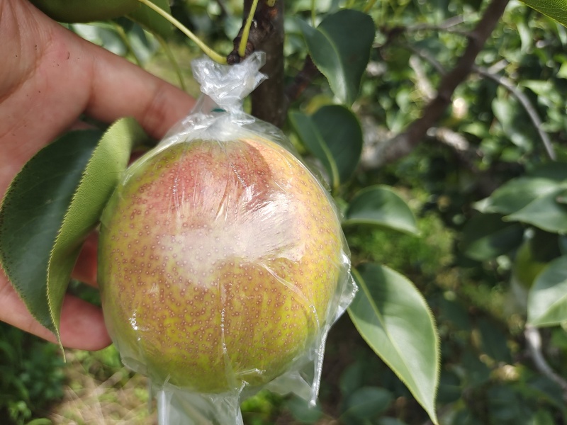 魅梨7号，大量现货，可根据要求包装上车，口感脆甜，无渣。