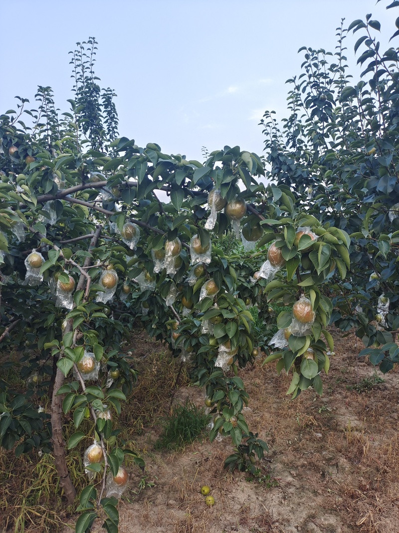 魅梨7号，大量现货，可根据要求包装上车，口感脆甜，无渣。