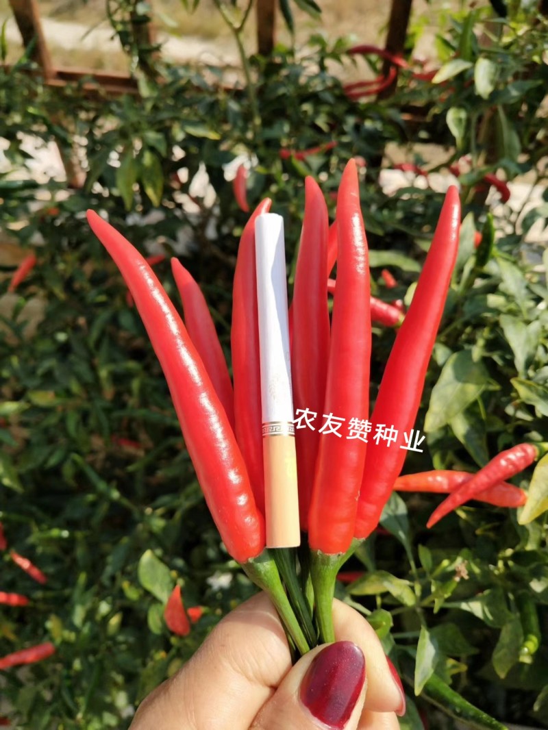 农好大富豪朝天椒种子大果型泰国进口朝天椒小米辣种子特高产