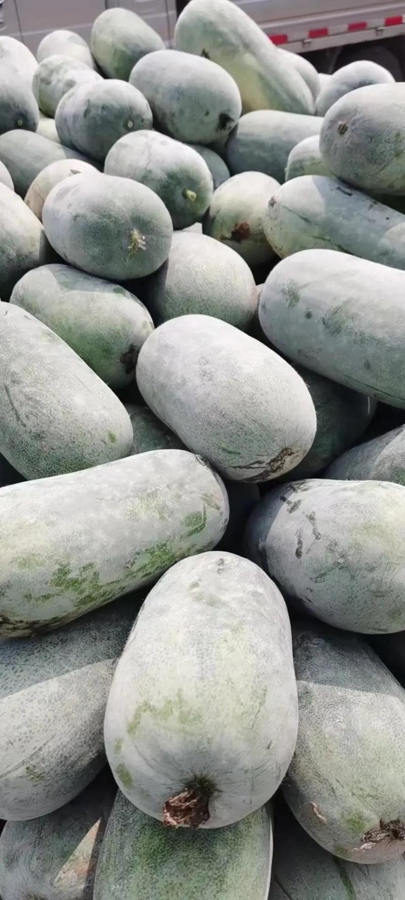 精品水果冬瓜瓜型好产地直供可视频看货