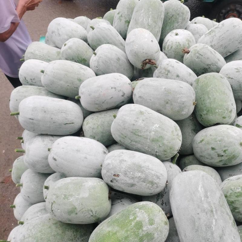 精品水果冬瓜瓜型好产地直供可视频看货