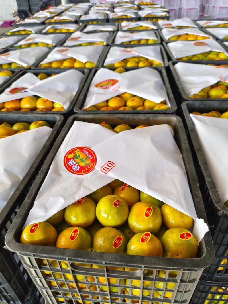 蜜橘产地供应品质保证（坏果品质不达标秒赔）按需包装发货