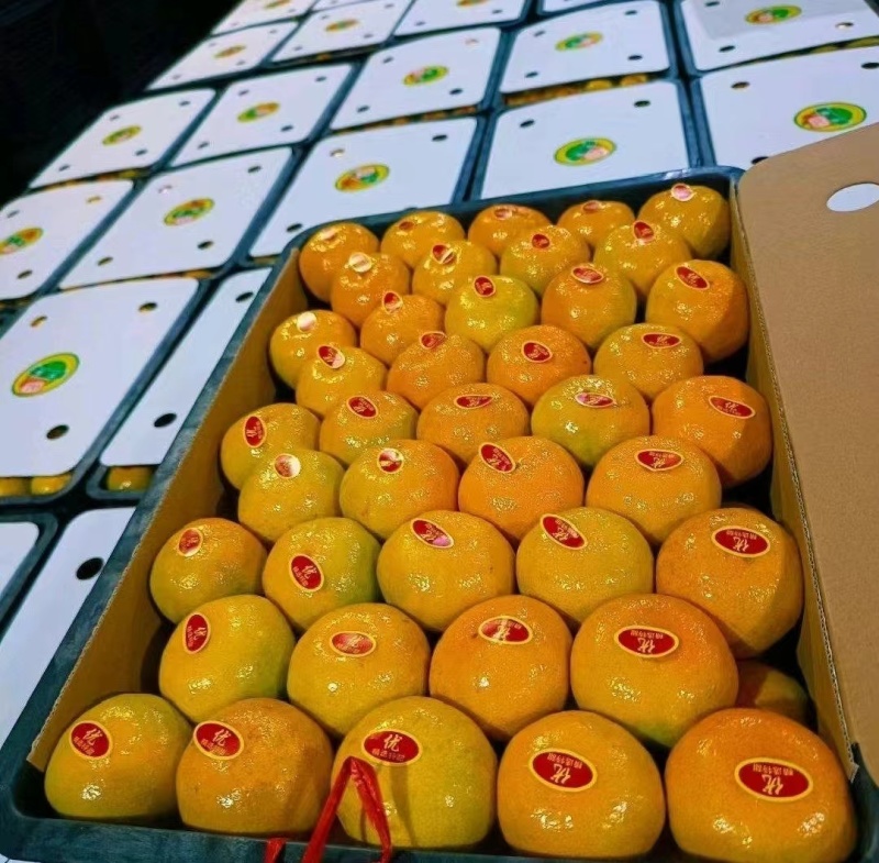 蜜橘产地供应品质保证（坏果品质不达标秒赔）按需包装发货