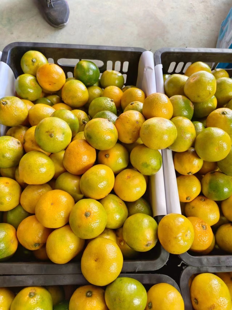 蜜橘产地供应品质保证（坏果品质不达标秒赔）按需包装发货