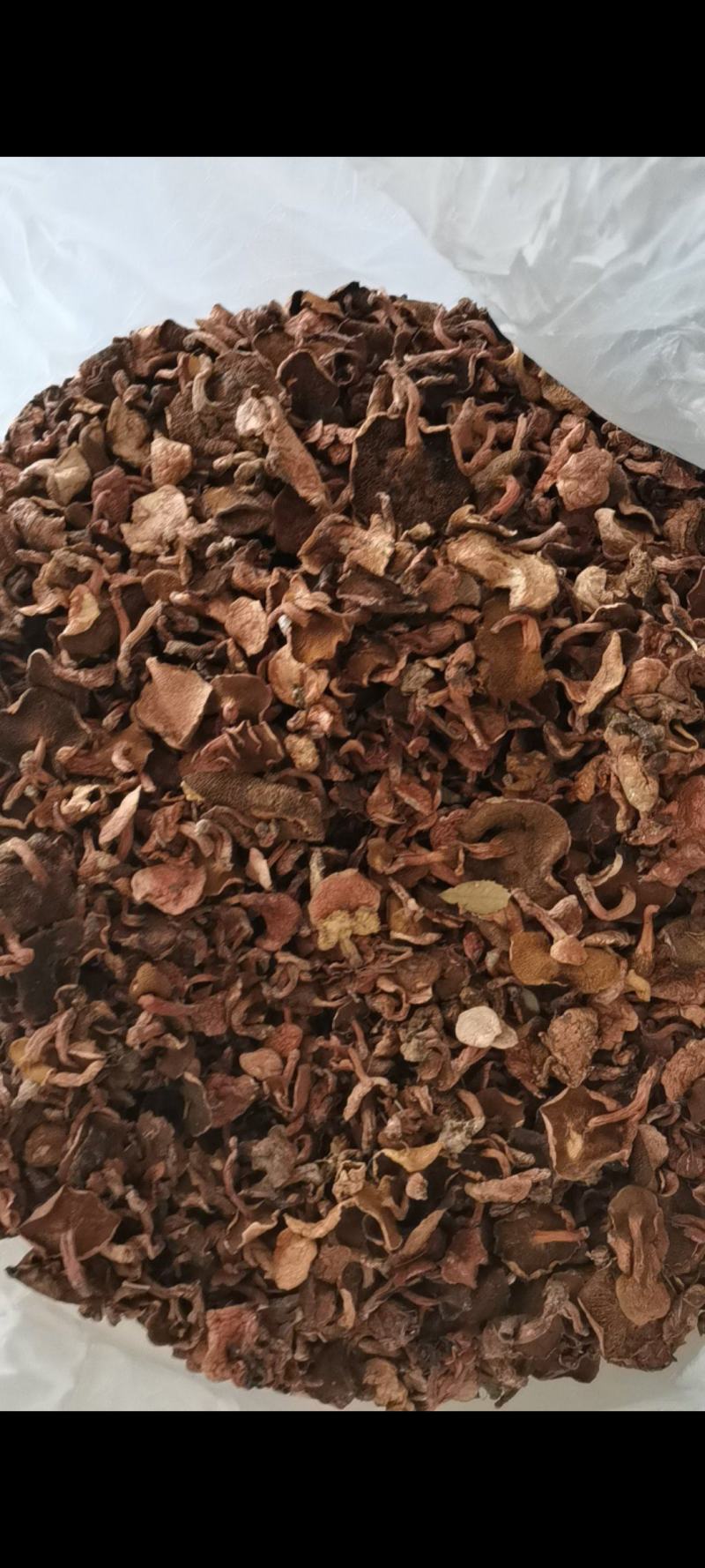 红乳牛肝菌精品好货批发处理产地一手货源价格便宜