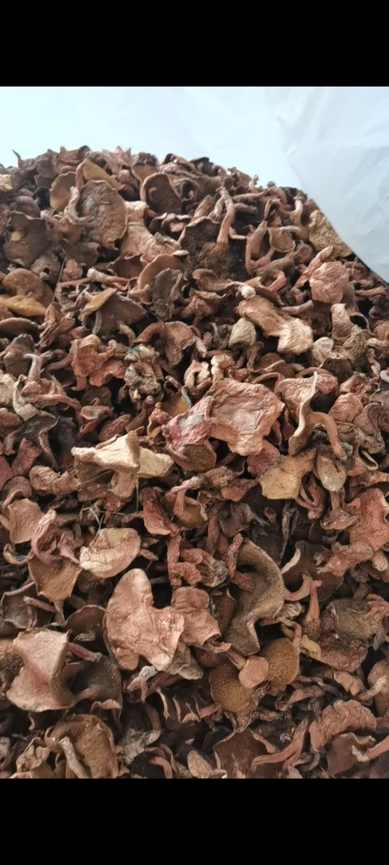 红乳牛肝菌精品好货批发处理产地一手货源价格便宜