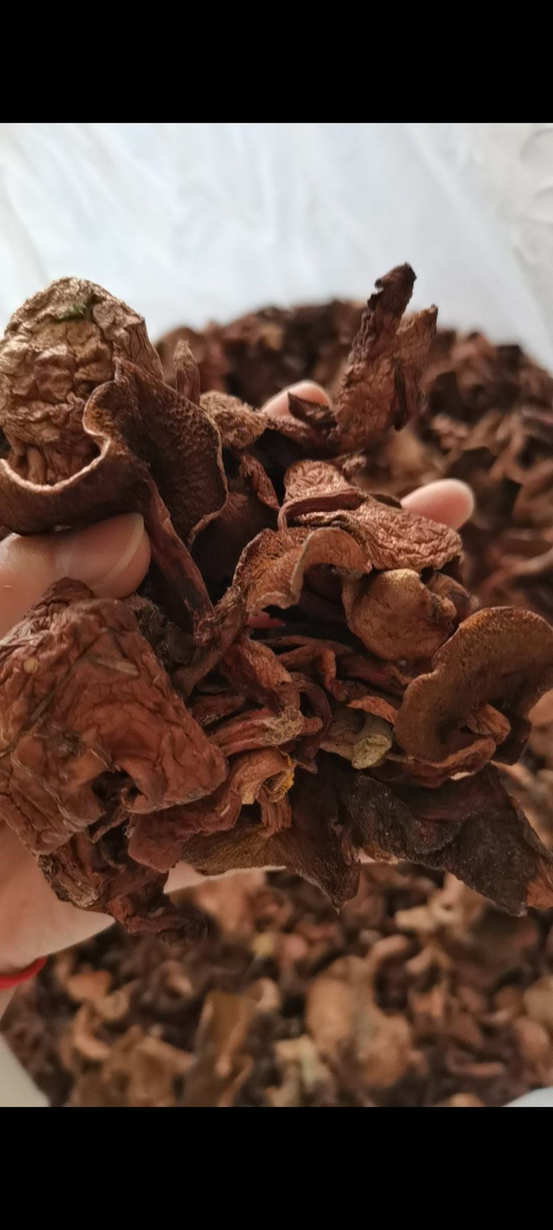 红乳牛肝菌精品好货批发处理产地一手货源价格便宜
