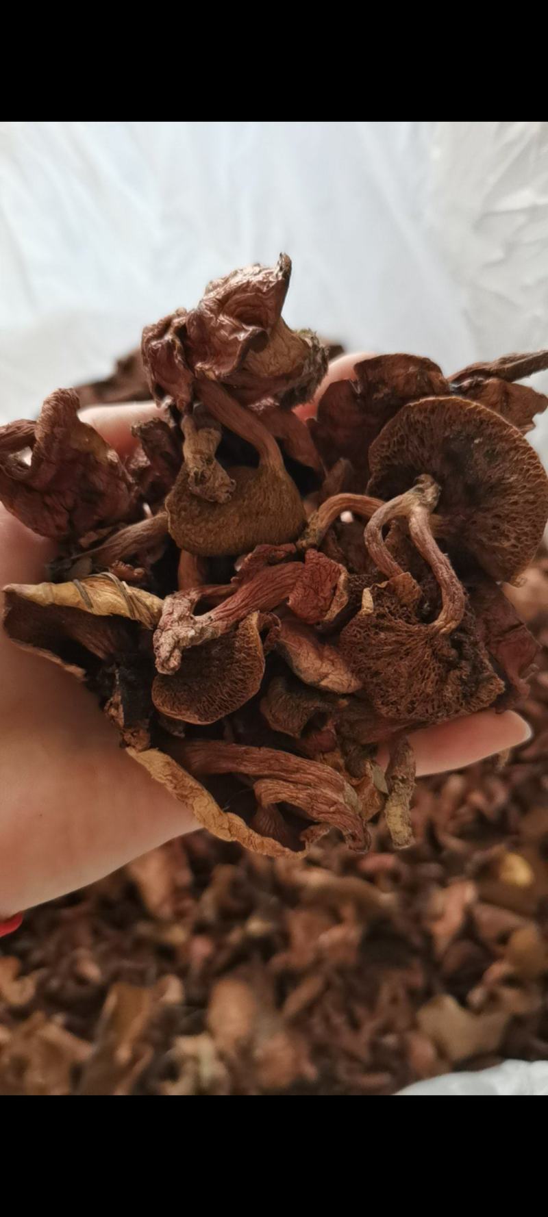 红乳牛肝菌精品好货批发处理产地一手货源价格便宜