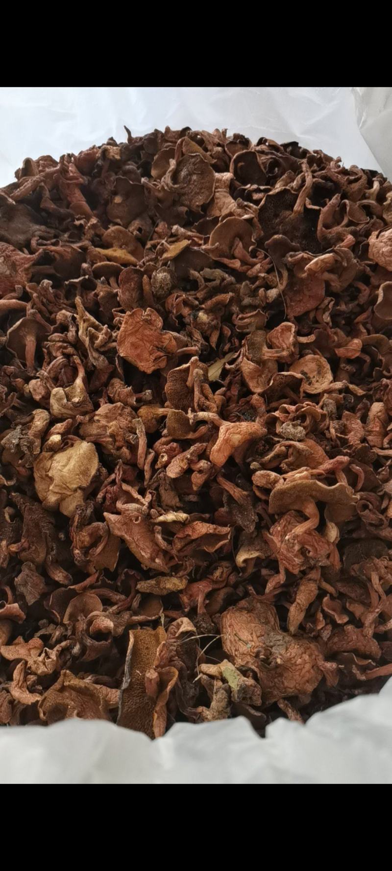 红乳牛肝菌精品好货批发处理产地一手货源价格便宜