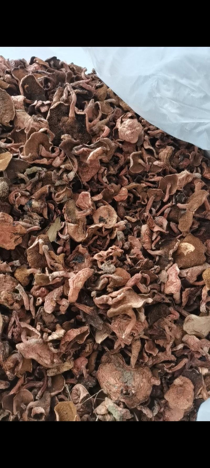 红乳牛肝菌精品好货批发处理产地一手货源价格便宜