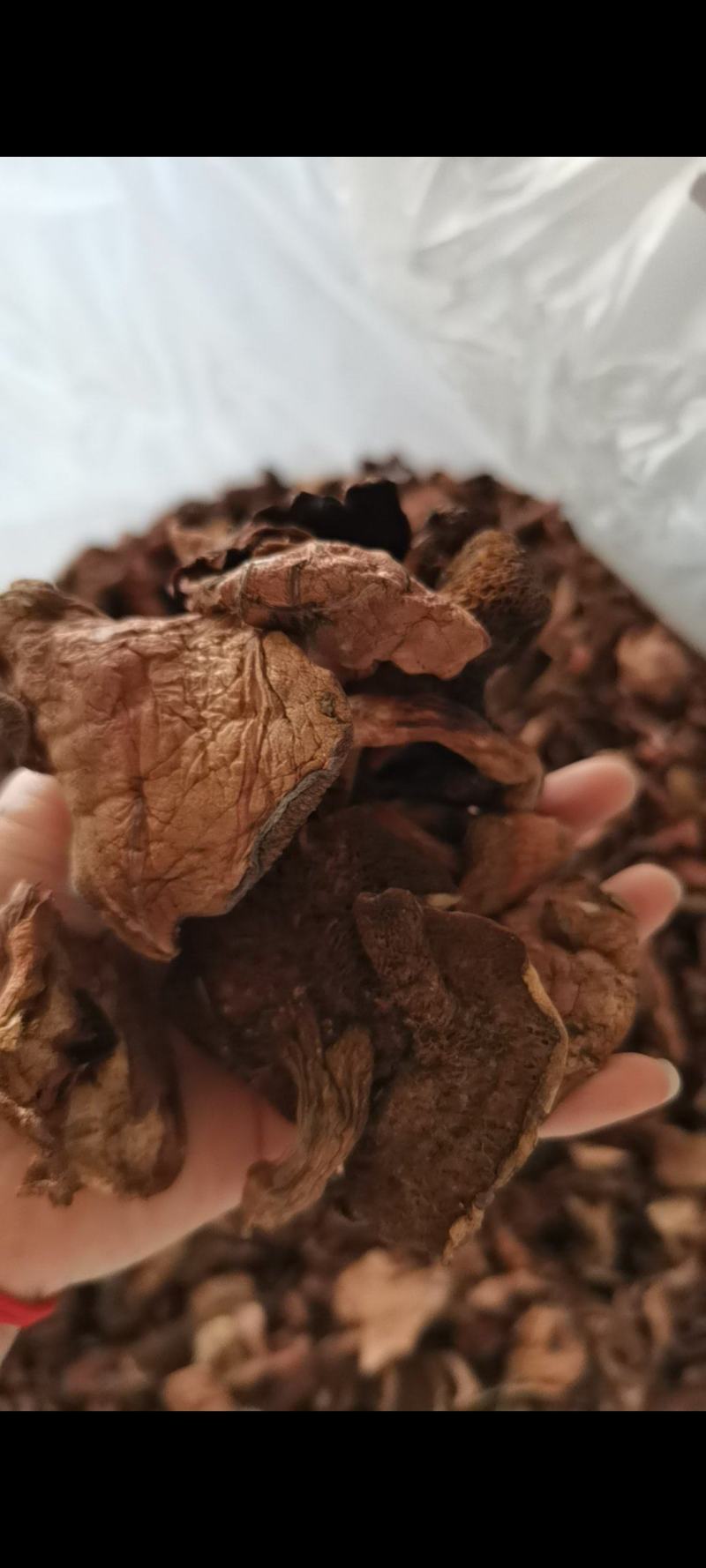 红乳牛肝菌精品好货批发处理产地一手货源价格便宜