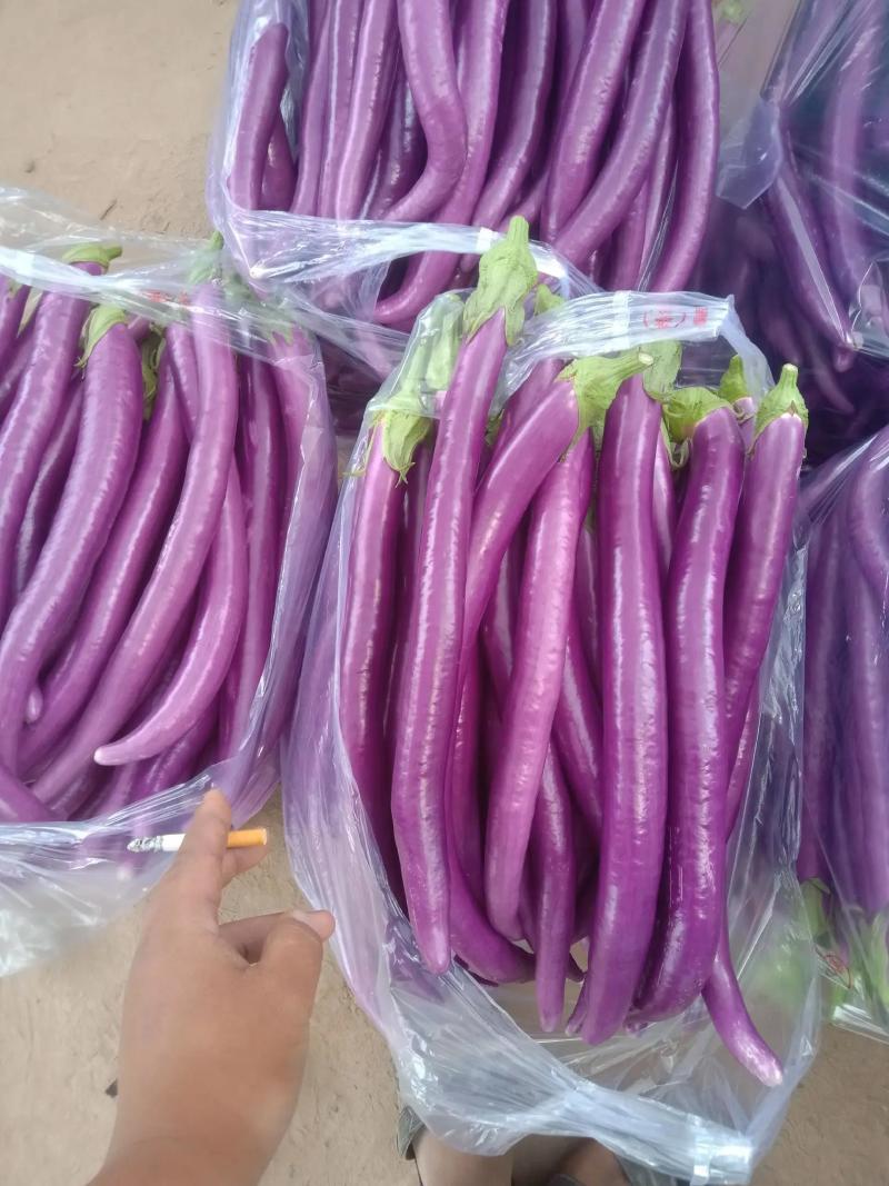 优质紫线茄子大量上市中，颜色鲜艳，价格合理欢迎咨询