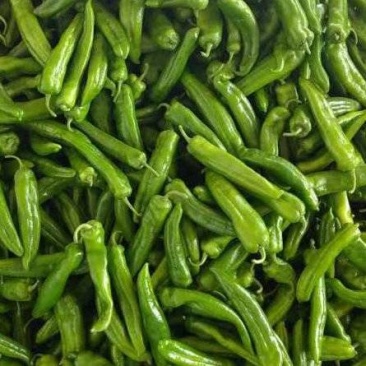 大棚牛角椒，陕西定边辣椒，大棚辣椒，定边牛角椒
