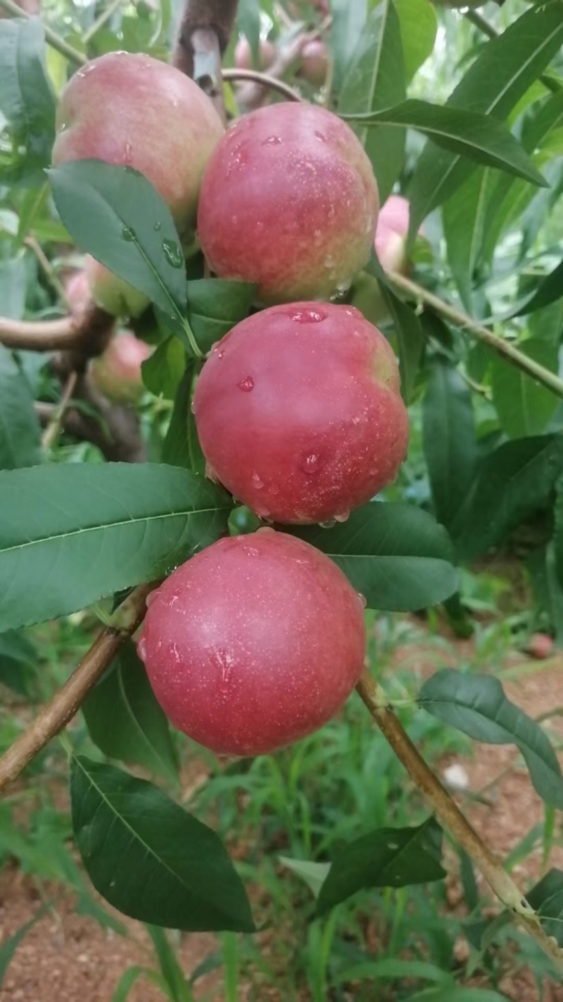 产地【珍珠枣油桃】蜜甜枣油桃现摘大量有货又脆又甜