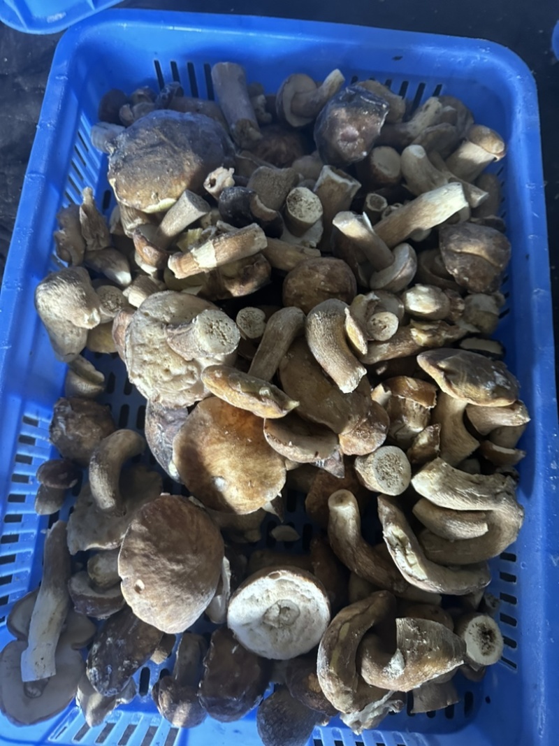 云南楚雄野生速冻美味牛肝菌