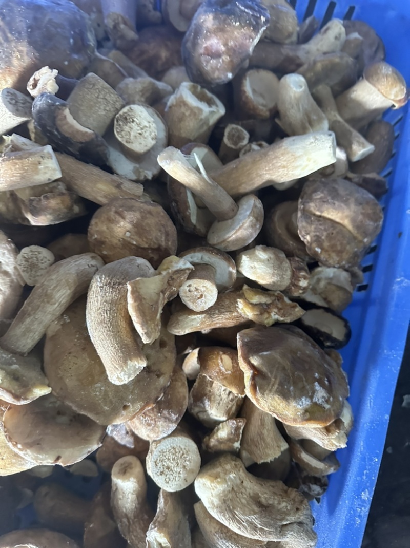 云南楚雄野生速冻美味牛肝菌
