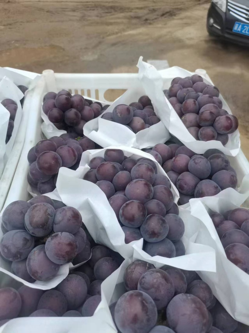 露天乒乓球葡萄，葡萄，批发葡萄，乒乓球葡萄，藤捻葡萄