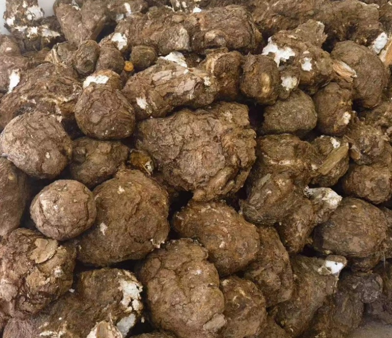 超高性价比长期有货产地直发茯苓必备佳品