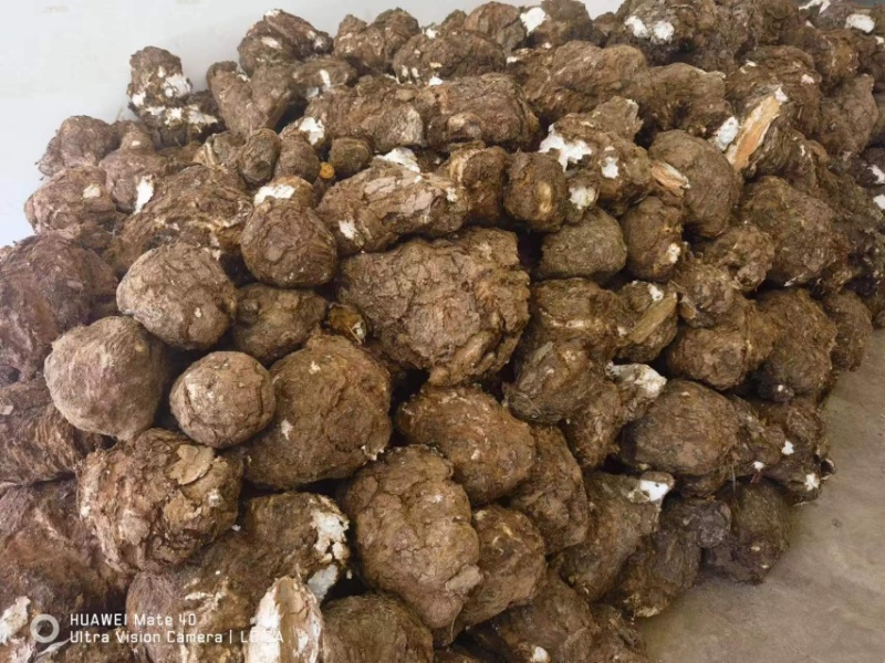 超高性价比长期有货产地直发茯苓必备佳品