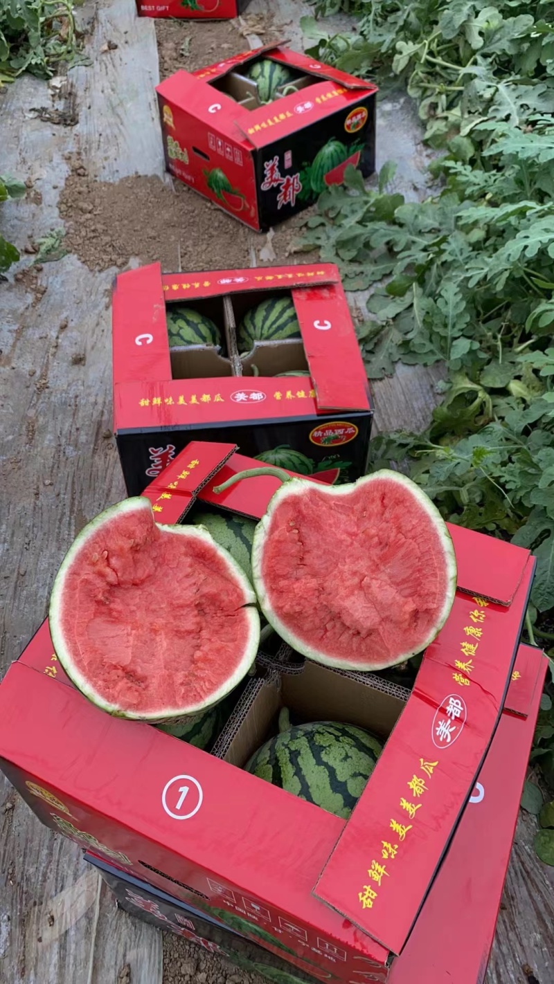 美都好货，纯甜，糖度13左右，欢迎全国各地的朋前来定购