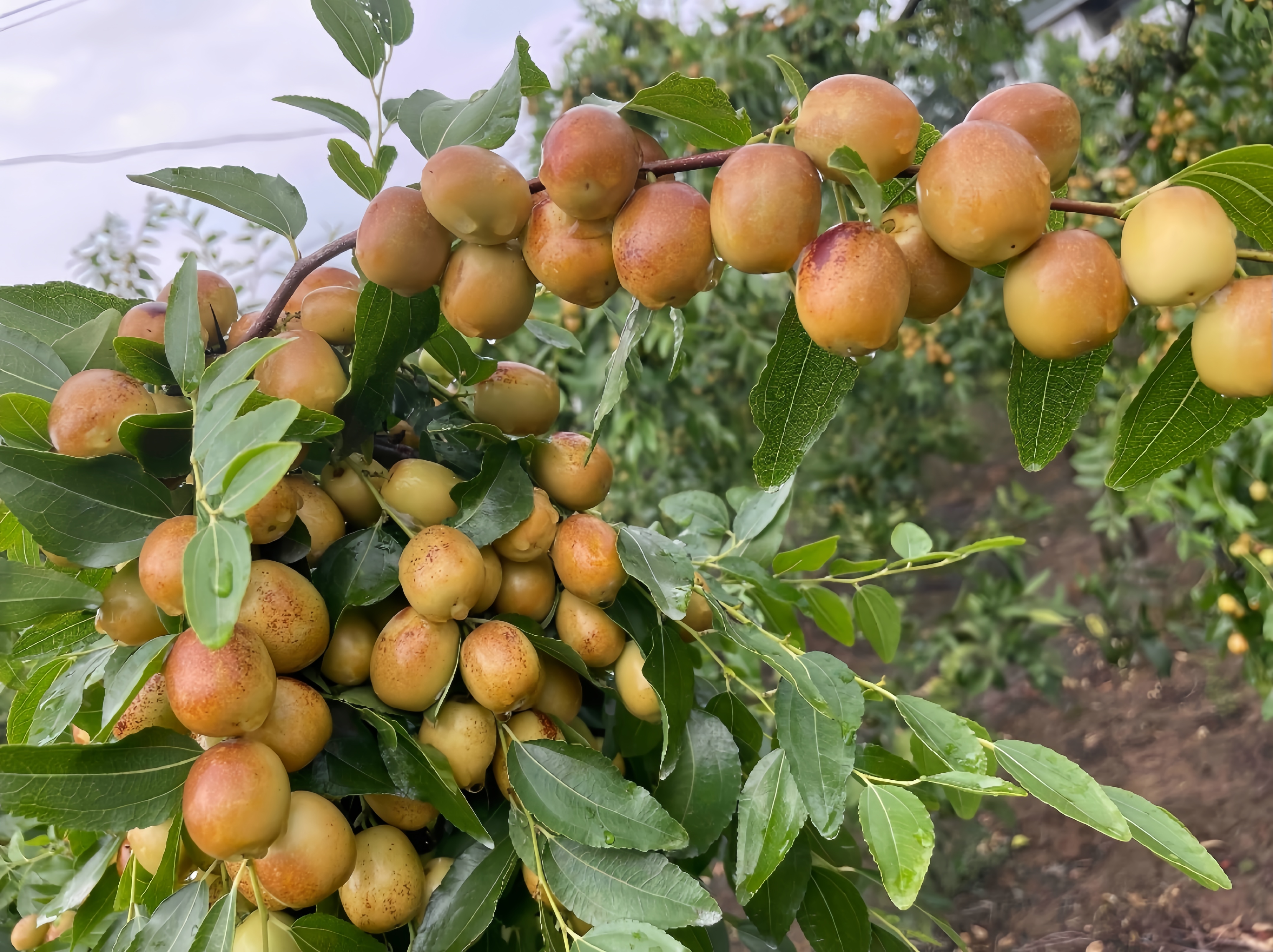 三台米枣果园中挂满枝头的米枣,果实饱满,颜色淡黄,阳光透过树叶洒在果实上 三台米枣果园