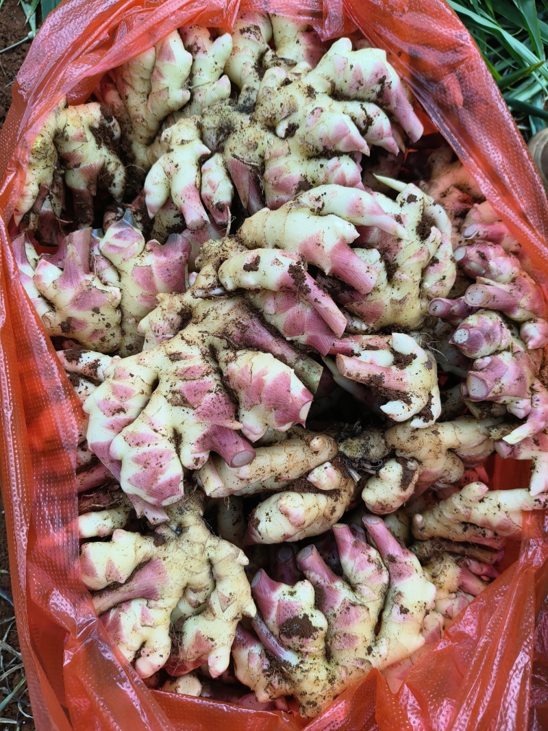 贵州小黄姜，云南小黄姜，市场，电商，现挖现发