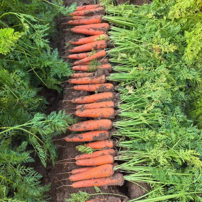 陕北沙漠胡萝卜，基地现拔现发，地头装货，各种萝卜大量供应