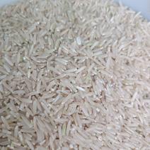 2024年丝苗香糙米新米批发米型细长口感比较软