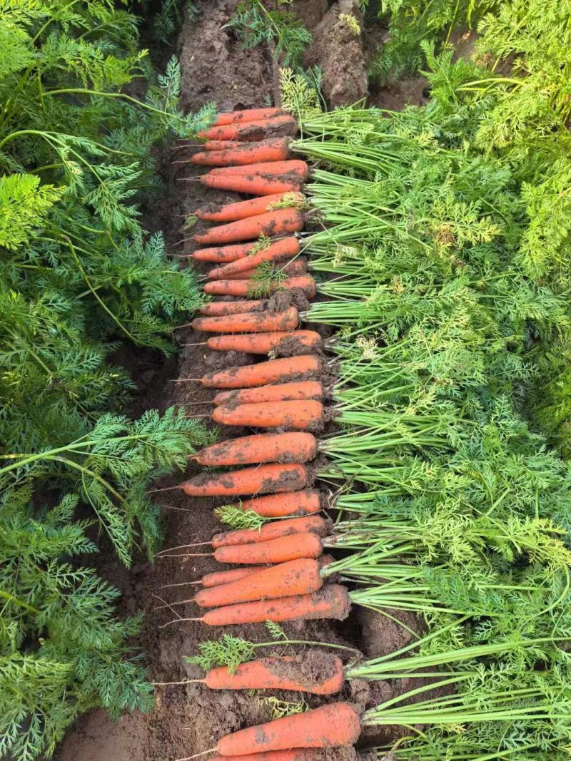 陕北沙漠胡萝卜，基地现拔现发，地头装货，各种萝卜大量供应