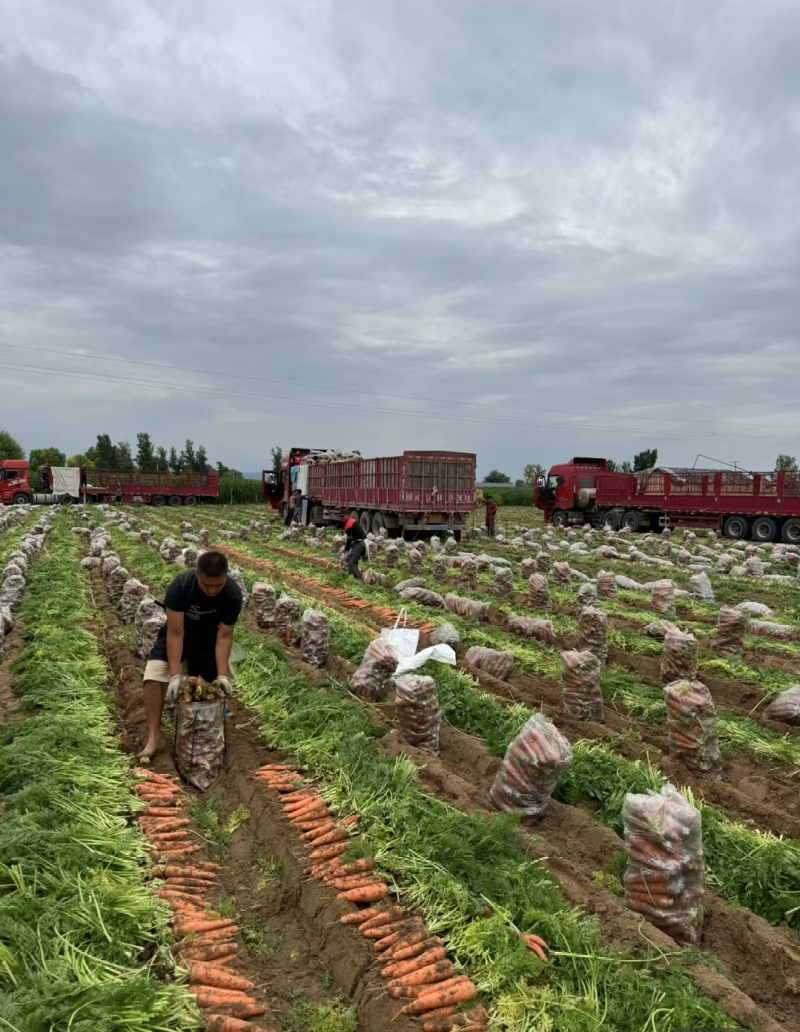 陕北沙漠胡萝卜，基地现拔现发，地头装货，各种萝卜大量供应