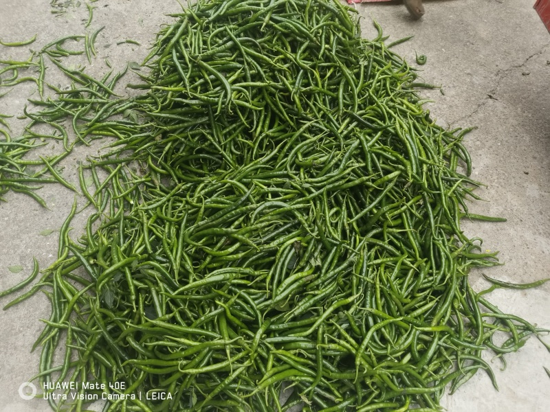 鲜辣椒，二荆条辣椒，青辣椒，四川南充，货量足