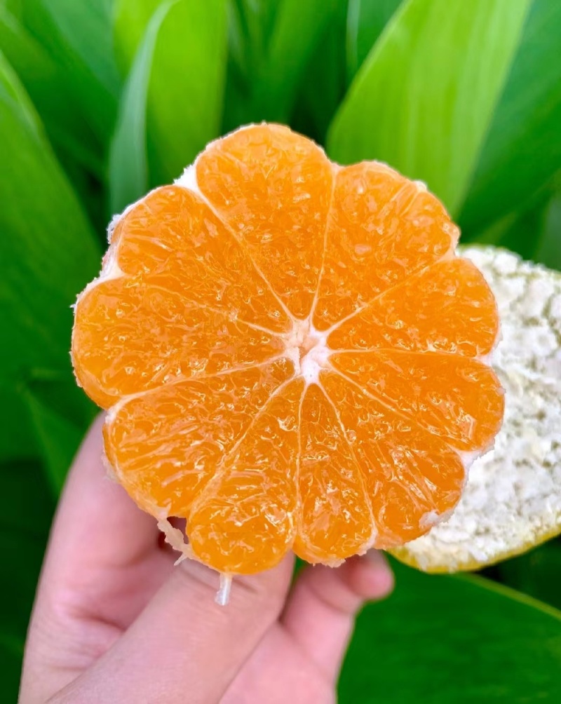 湖北枝江早熟蜜橘无籽薄皮汁多皮毛光滑规格齐全欢迎咨询