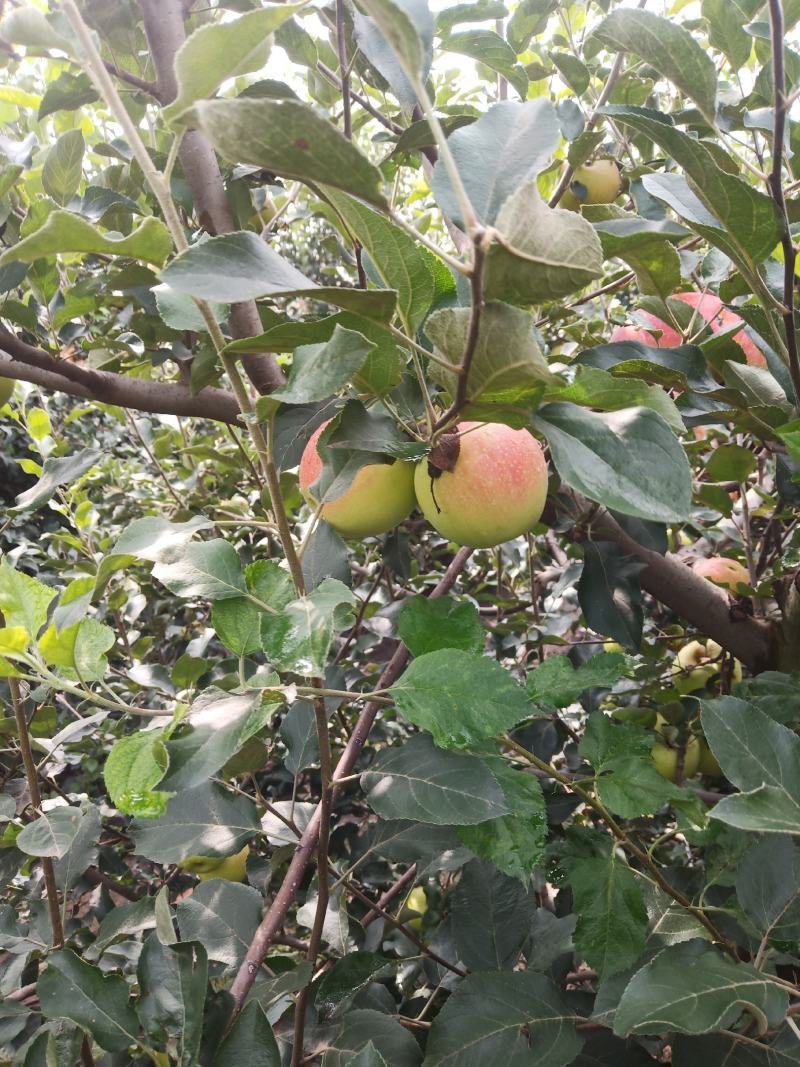 美八红苹果