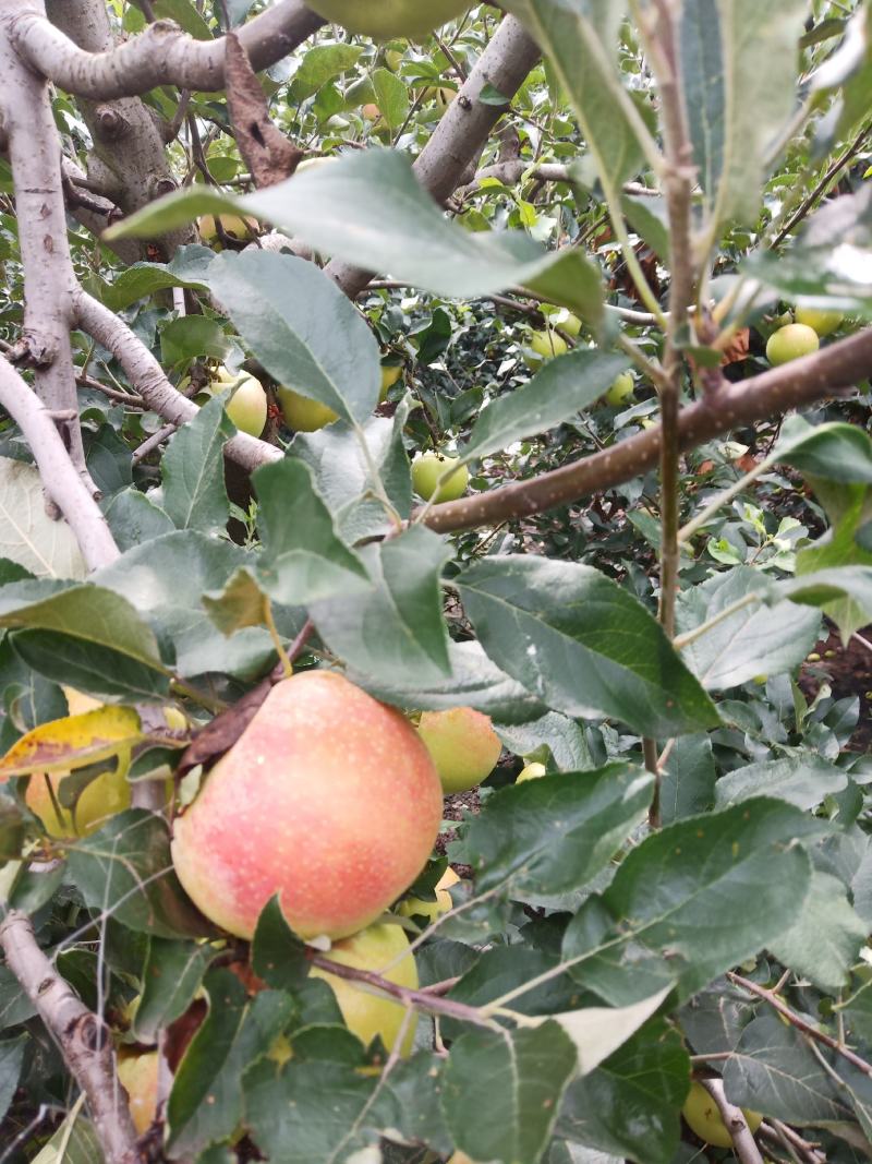 美八红苹果