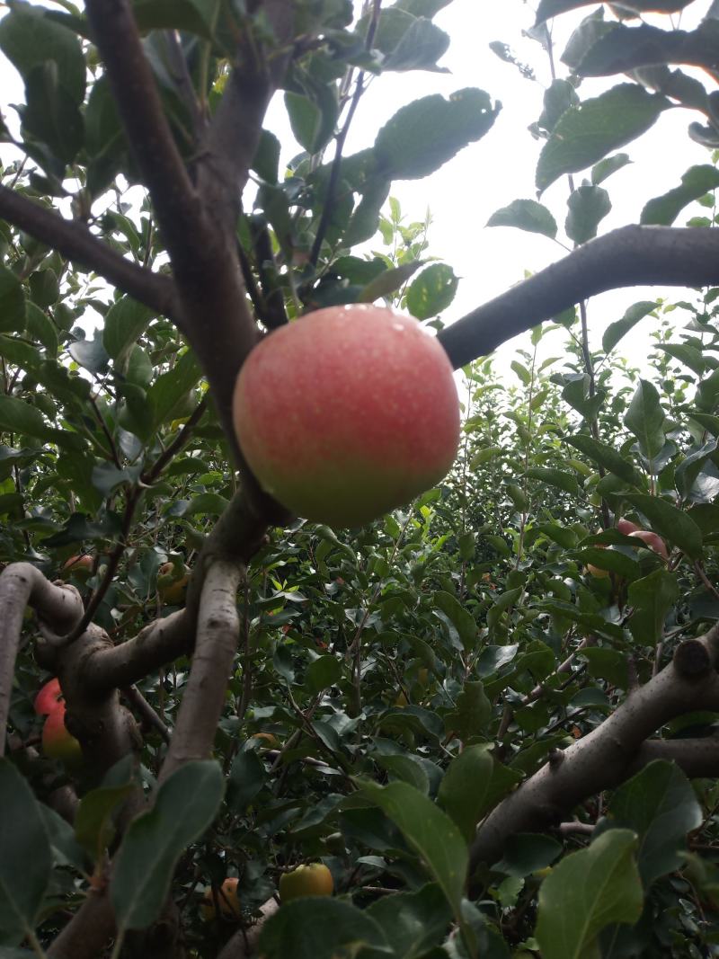 美八红苹果