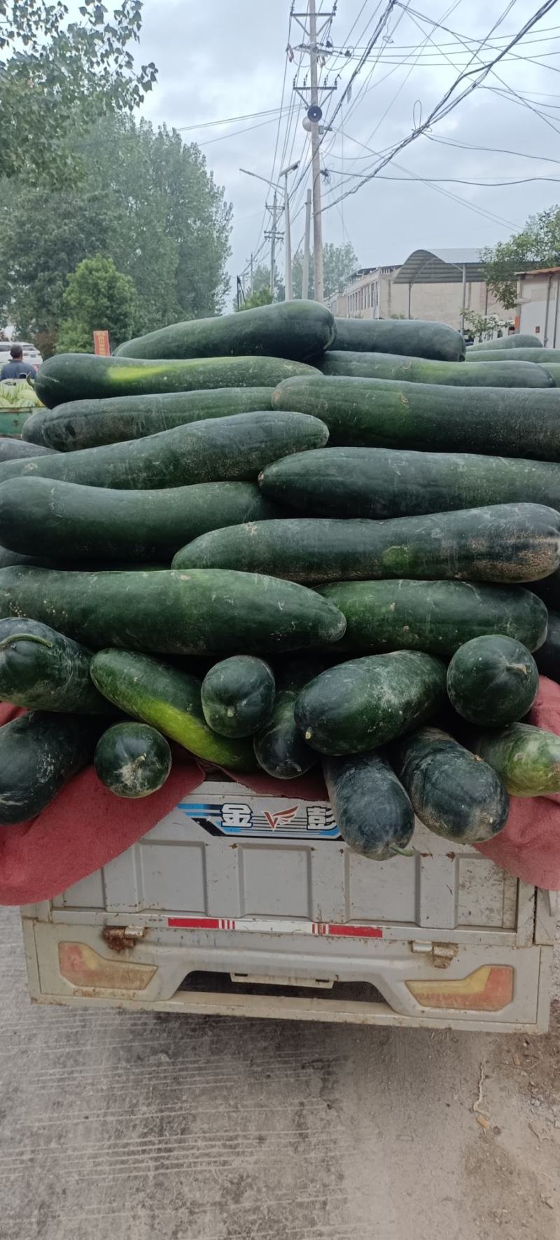 优质新鲜黑皮冬瓜