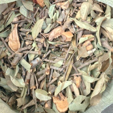 杉树寄生桑寄生杉树寄生茶药材寄生30斤包邮