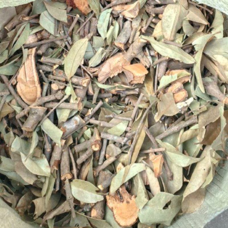 杉树寄生桑寄生杉树寄生茶药材寄生30斤包邮