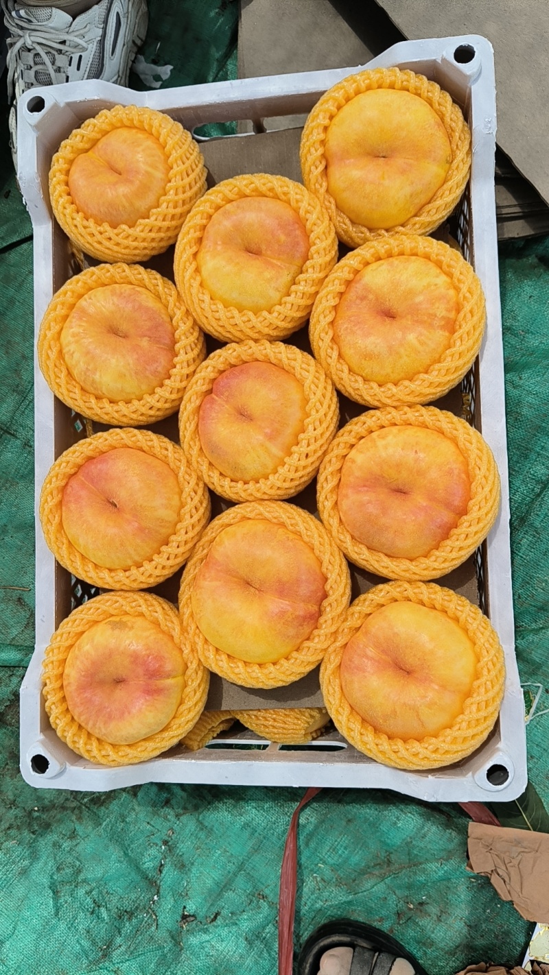 油蟠桃