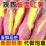 一件包邮陕西临潼板栗红薯红薯北田红薯